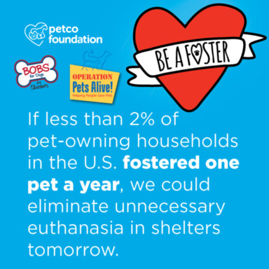 Fostering Fact Graphic.png